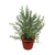 Alecrim (Rosmarinus officinalis) - 10 sementes para cultivo - Jardim Etnobotânico