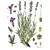 Alfazema/Lavanda (Lavandula angustifolia) - 10 sementes para cultivo - loja online