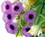 Argyreia nervosa Hawaii - 10 Sementes frescas, recém colhidas - comprar online