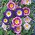 Bela da Manhã Tricolor (Convolvulus tricolor) - 5 sementes - comprar online