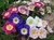 Bela da Manhã Tricolor (Convolvulus tricolor) - 5 sementes