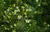 Camomila (Matricaria chamomilla) - 10 sementes para cultivo - loja online
