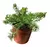 Imagem do Camomila (Matricaria chamomilla) - 10 sementes para cultivo