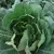 Couve manteiga (Brassica oleracea var. capitata) - 10 sementes para cultivo na internet