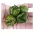 Pimenta Trinidad Scorpion Oliva (Capsicum chinense) - 10 sementes - comprar online