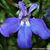 Lobélia Azul Crystal Palace (Lobelia erinus) - 10 sementes - Jardim Etnobotânico
