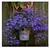 Lobélia Azul Crystal Palace (Lobelia erinus) - 10 sementes