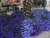 Lobélia Azul Crystal Palace (Lobelia erinus) - 10 sementes - comprar online