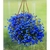 Lobélia Azul Crystal Palace (Lobelia erinus) - 10 sementes na internet