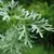 Absinto/Losna (Artemisia absinthium) - 10 sementes