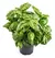 Manjericão Dotto (Ocimum basilicum)- 10 sementes para cultivo - comprar online