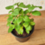 Melissa/Erva cidreira (Melissa officinalis) - 10 sementes para cultivo na internet