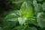 Erva-Cidreira (Melissa) - Sementes para cultivo