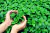 Hortelã-pimenta/Menta (Mentha piperita)- 10 sementes para cultivo na internet