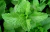 Hortelã-pimenta/Menta (Mentha piperita)- 10 sementes para cultivo