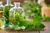 Hortelã-pimenta/Menta (Mentha piperita)- 10 sementes para cultivo - loja online