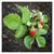 Morango Ornamental - Sementes para cultivo