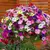 Petúnia Anã Compacta (Petunia hybrida) - 10 sementes