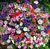 Petúnia Anã Compacta (Petunia hybrida) - 10 sementes na internet