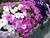 Petúnia Anã Compacta (Petunia hybrida) - 10 sementes - comprar online