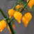 Pimenta Guadalajara - Sementes para cultivo - comprar online