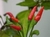 Pimenta Malaguetinha - Sementes para cultivo na internet