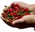 Pimenta Malaguetinha - Sementes para cultivo - comprar online