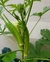 Quiabo Valença - Sementes para cultivo - comprar online
