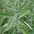Sálvia officinalis - Sementes para cultivo - comprar online