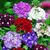 Verbena (Verbena x hybrida) - 10 sementes