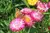 Sempre-Viva Dobrada Mix (Helichrysum ssp.) - 10 sementes para cultivo - Jardim Etnobotânico