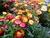 Sempre-Viva Dobrada Mix (Helichrysum ssp.) - 10 sementes para cultivo na internet