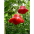 Pimenta Chapeu De Bispo Cambuci (Capsicum baccatum) - 10 sementes na internet