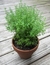 Tomilho - Sementes para cultivo - comprar online