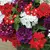 Verbena (Verbena x hybrida) - 10 sementes - Jardim Etnobotânico