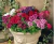 Verbena (Verbena x hybrida) - 10 sementes - comprar online