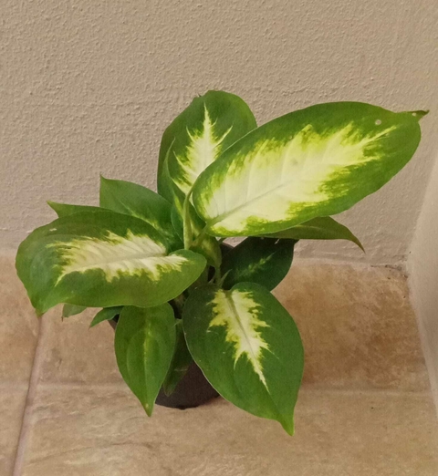 Muda de Comigo-Ninguém-Pode (Dieffenbachia seguine)