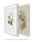Conjunto 2 Quadros Ilustração Botânica e de Pássaros do Século XIX - Essence Art & Decor