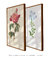 Imagem do Conjunto 2 Quadros Ilustrações de Rosa Gallica e Plumbago caerulea