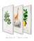 Conjunto 3 Quadros Ilustrações Charles D' Orbigny - comprar online