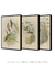 Conjunto 3 Quadros Pássaros Ilustrações de John Gould do Séc. XIX na internet