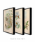 Conjunto 3 Quadros Pássaros Ilustrações do Séc. XIX por John Gould - Essence Art & Decor