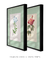 Kit 2 Quadros Rosa Gallica e Plumbago Caerulea - loja online