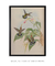 Quadro Decorativo Glaucis Ruckerl - loja online