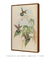 Quadro Decorativo Glaucis Ruckerl