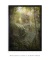 Quadro Decorativo Mata Atlântica 2