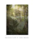 Quadro Decorativo Mata Atlântica 2 - loja online