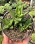 Haworthia Limifolia Fasciata - pote 11
