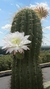 Trichocereus Pasacana - pote 11 (mudas como na segunda foto)