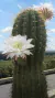 Trichocereus Pasacana - pote 11 (mudas como na segunda foto)